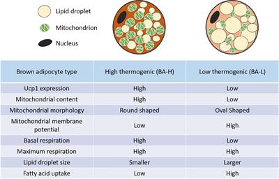 Frontiers | Brown Adipose Tissue Heterogeneity, Energy Metabolism